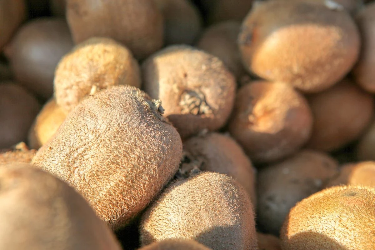 Czy wiedziałeś, że kiwi można jeść ze skórką? Co więcej, to właśnie ona jest najbardziej wartościowa Czy wiedziałeś, że kiwi można jeść ze skórką? Co więcej, to właśnie ona jest najbardziej wartościowa