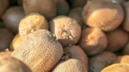 Czy wiedziałeś, że kiwi można jeść ze skórką? Co więcej, to właśnie ona jest najbardziej wartościowa