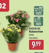 Каланхое Gardenline