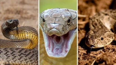 Rozwiąż quiz przyrodniczy o najbardziej jadowitych gadach świata. Rozpoznasz kobrę, tajpana i żmiję sykliwą?