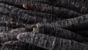 To najlepszy czas, by zasadzić czarną marchew. Jest zdrowsza od czerwonej i lepiej smakuje