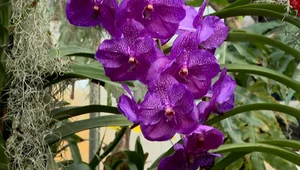 Nie lada gratka dla miłośników kwiatów. Zakwitły szczególne orchidee 