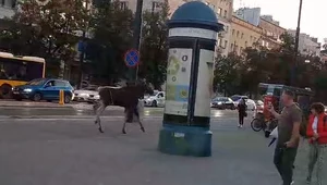 Łoś spacerował po Warszawie