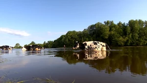 Pływające krowy na Podlasiu