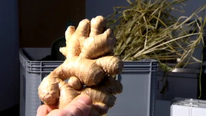 Niezwykłe osiągnięcie Polaków. W naszym kraju rośnie imbir