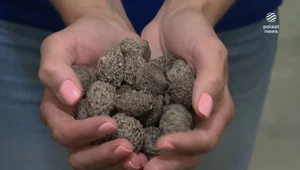 Kostka brukowa ze śmieci. Polskie patenty na recykling odpadów