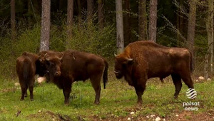 Żubry na wyciągnięcie ręki. Nowa zagroda przyciąga turystów