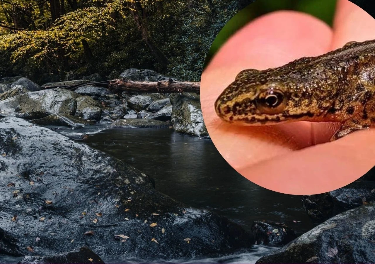 Miniaturowy przedstawiciel herpetofauny zamieszkujący Karpaty Miniaturowy przedstawiciel herpetofauny zamieszkujący Karpaty