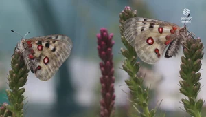 Niepylak apollo. Wyjątkowy motyl po 100 latach wrócił w Karkonosze
