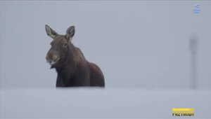 "Podglądacze przyrody". Łoś, czyli gigant z polskich lasów