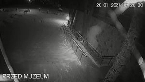 Wilczyca przed muzeum przyrodniczym w Białowieży