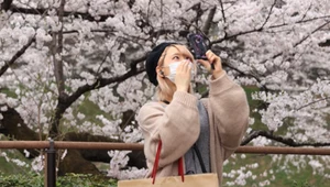 Japonia doczekała się swojego piękna. Wiśnie zakwitły!