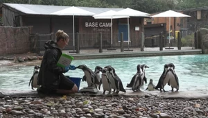 Na wagę marsz. Londyńskie zoo waży swoich podopiecznych