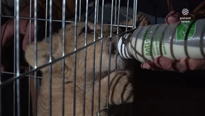 "Wydarzenia": Do poznańskiego zoo trafiły dzikie zwierzęta z Ukrainy