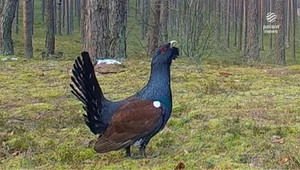 "Wydarzenia": Leśnikom udało się nagrać miłosną serenadę głuszca