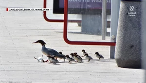 "Wydarzenia": Uwaga na drogach. Przez jezdnię mogą przechodzić chronione nurogęsi
