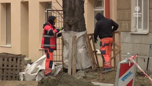 Łódź. Wyremontowali ulicę i przy okazji zniszczyli drzewa