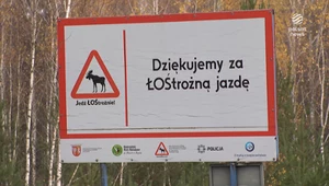 Uwaga, dzikie zwierzęta! Zderzenie może być niebezpieczne