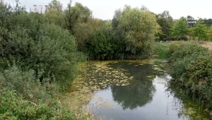 Deszczówka z dachu szkoły pomogła odbudować staw