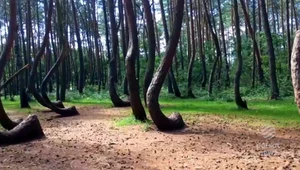 Jest jedyny na świecie. Tajemniczy polski las umiera