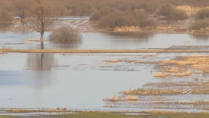 Święto nad Narwią i Biebrzą. Rzeki znów mają rozlewiska