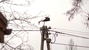 Bociany wracają do Polski. Czeka na nie coraz więcej zagrożeń