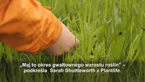 „No Mow May” czyli nie kosimy w maju. Przyroda tego potrzebuje