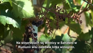 Czy ocieplenie klimatu zmieni smak wina?