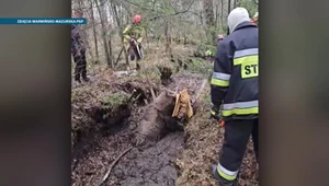 Zwierzęta w Polsce wpadają w nietypowe pułapki