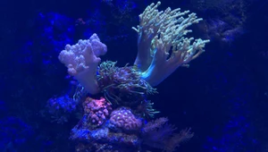 Dno oceanu w centrum Polski. Orientarium w Łodzi