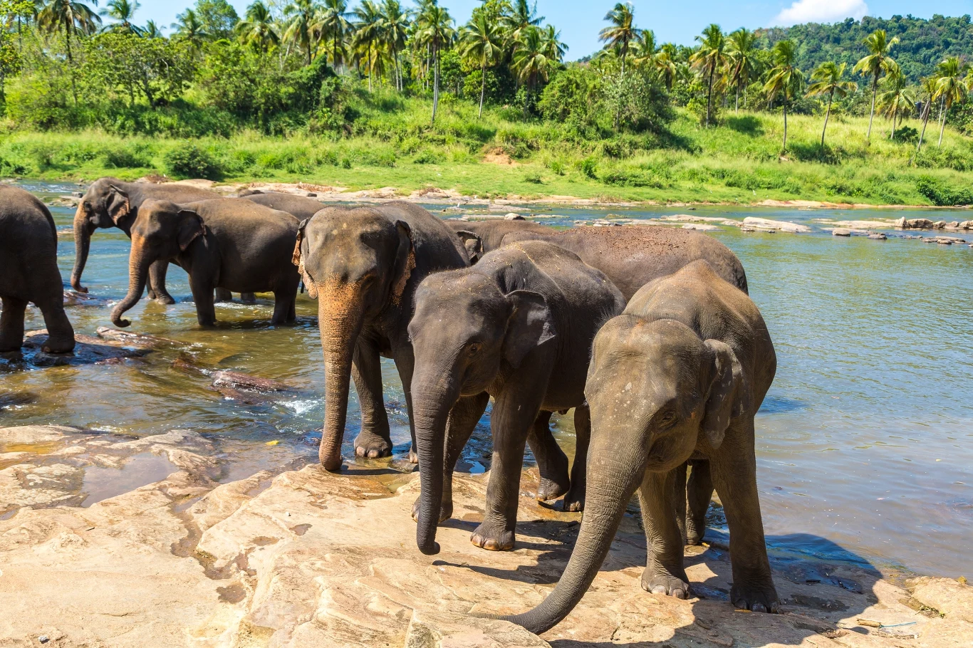 Sześć słoni umarło w wyniku zderzenia z pociągiem Sześć słoni umarło w wyniku zderzenia z pociągiem