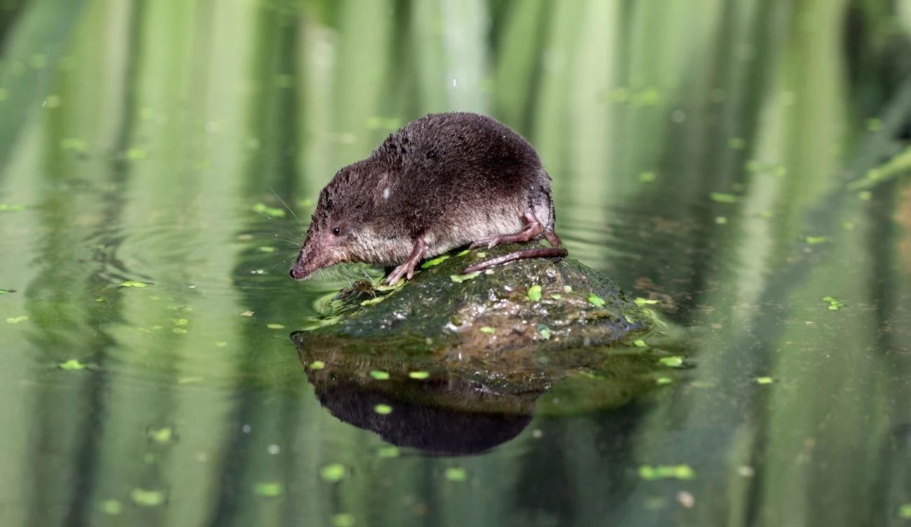 Rzęsorek rzeczek łac. Neomys fodiens jest gatunkiem wskaźnikowym, informującym o wysokim poziomie czystości zbiorników wodnych. /CanvaPro