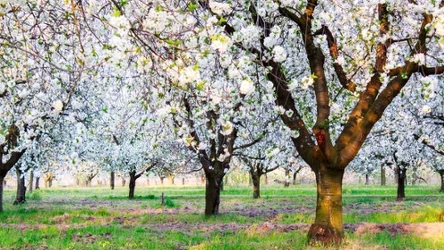 Kwiaty drzewek owocowych trzeba chronić przed mrozem.