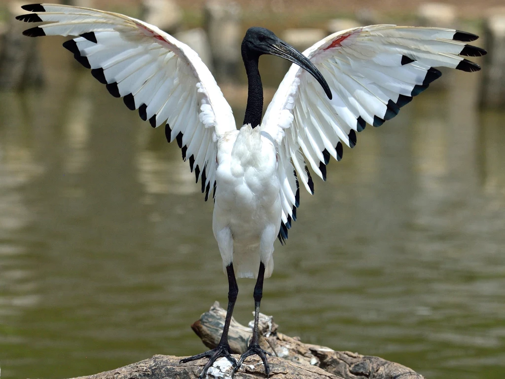 Ibis czczony zamieszkuje nie tylko Egipt