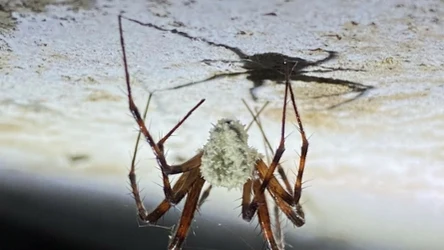 Pająki zombie odkryte w Irlandii. Naukowcy wiedzą, co je stwarza