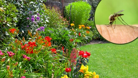 Jakie rośliny warto mieć w swoim ogrodzie, aby odstraszyć komary?