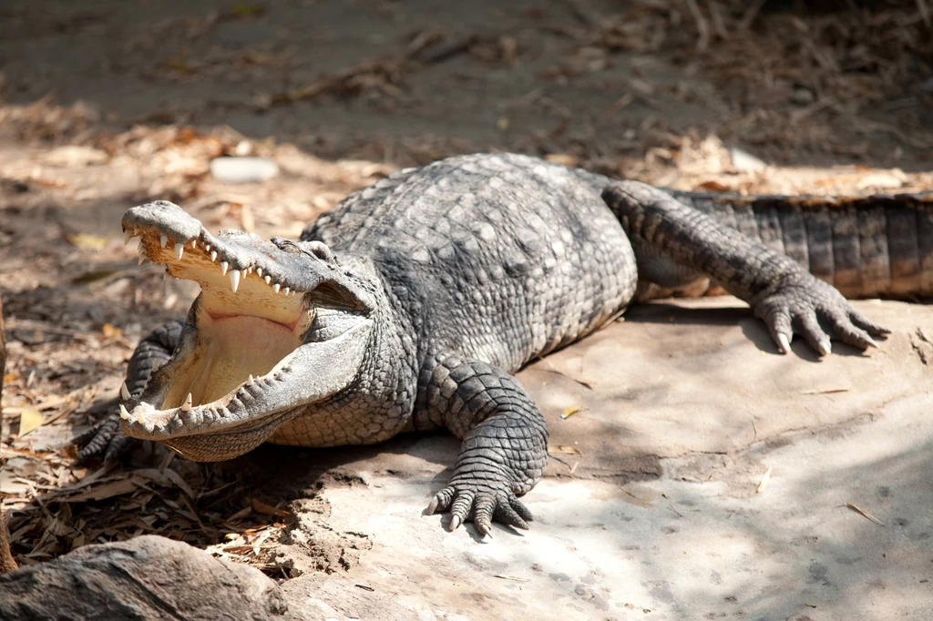 Krokodyle różańcowe są dość liczne na Borneo