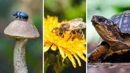 Rozwiąż przyrodniczy quiz ortograficzny. Znasz poprawną pisownię nazw tych zwierząt?