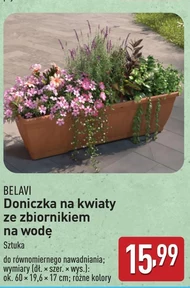 Doniczka Belavi