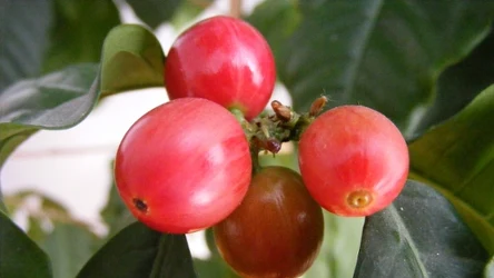 Badania wskazują, że umiarkowane spożycie kawy może zmniejszać ryzyko ostrego uszkodzenia nerek