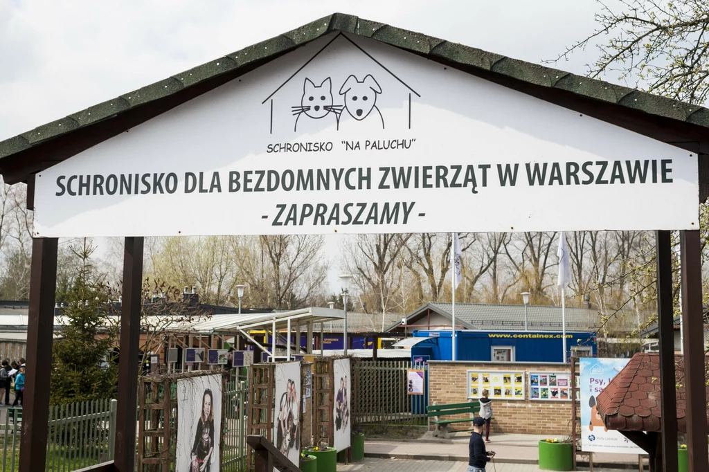 Z danych przekazanych przez wolontariuszy wynika, że w 2024 r. odsetek adopcji psów spadł o 8,8 proc. w stosunku do 2023 r.