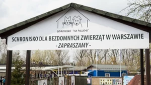 Trwa spór w warszawskim schronisku. Wolontariusze są przeciwko dyrekcji