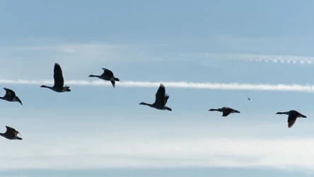 Migrujące ptaki przyczyniają się do rozprzestrzeniania inwazyjnych gatunków kleszczy