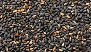 Są lepsze od nasion chia i siemienia lnianego. W jelitach działają jak odkurzacz 