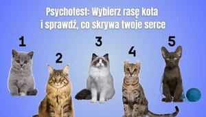 Psychotest: Wybierz rasę kota i sprawdź, co kryje się w twoim sercu