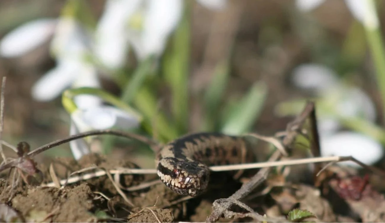Pod koniec lutego wybudzają się żmije zygzakowate łac. Vipera berus Pod koniec lutego wybudzają się żmije zygzakowate łac. Vipera berus