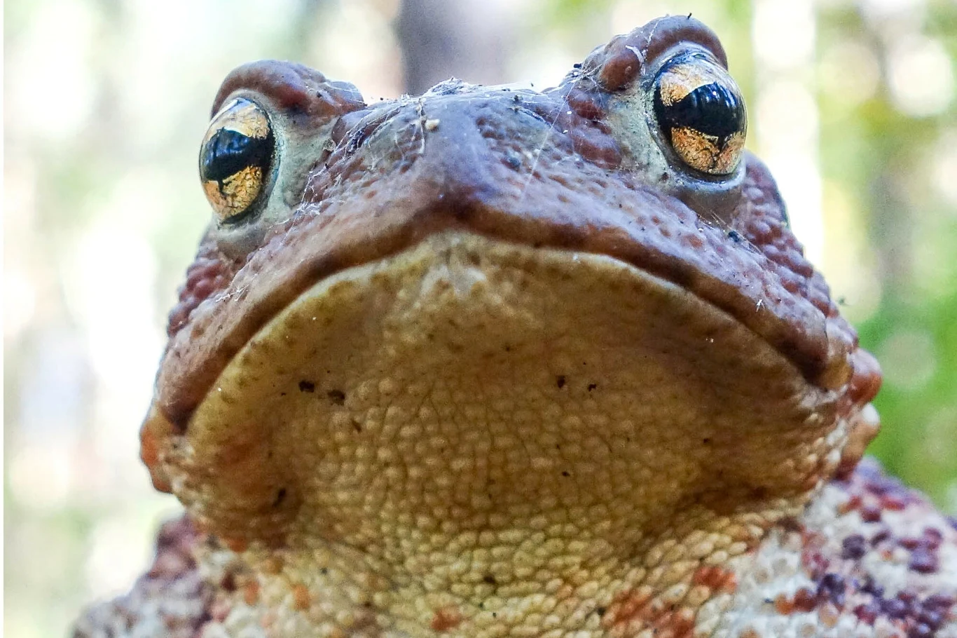 Największa ropucha w Polsce. To żarłoczny łowca Największa ropucha w Polsce. To żarłoczny łowca