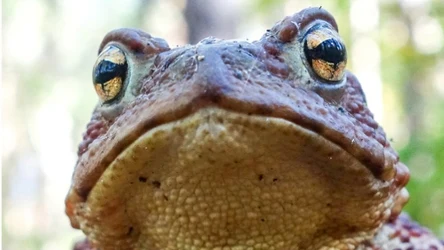 Największa ropucha w Polsce. To żarłoczny łowca