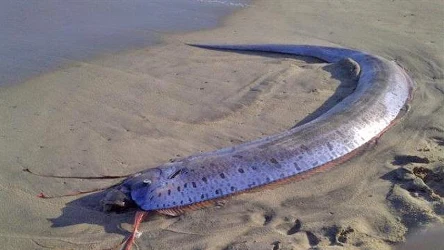 Olbrzym z głębin zaskoczył mieszkańców Meksyku. Czy powinni się obawiać?