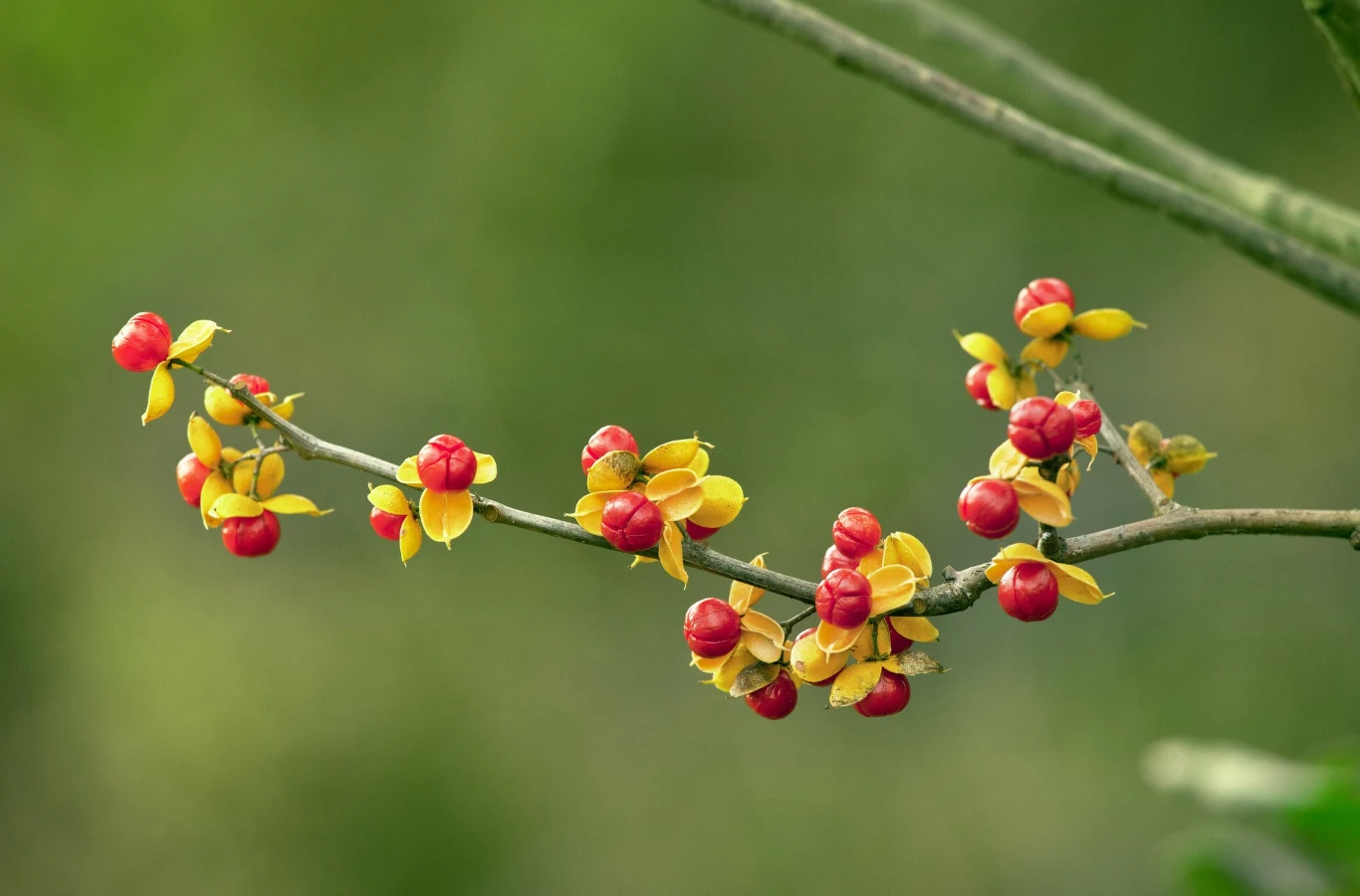 Dławisz okrągłolistny charakteryzuje się bujnymi pnączami, które szybko i mocno oplatają drzewa oraz krzewy